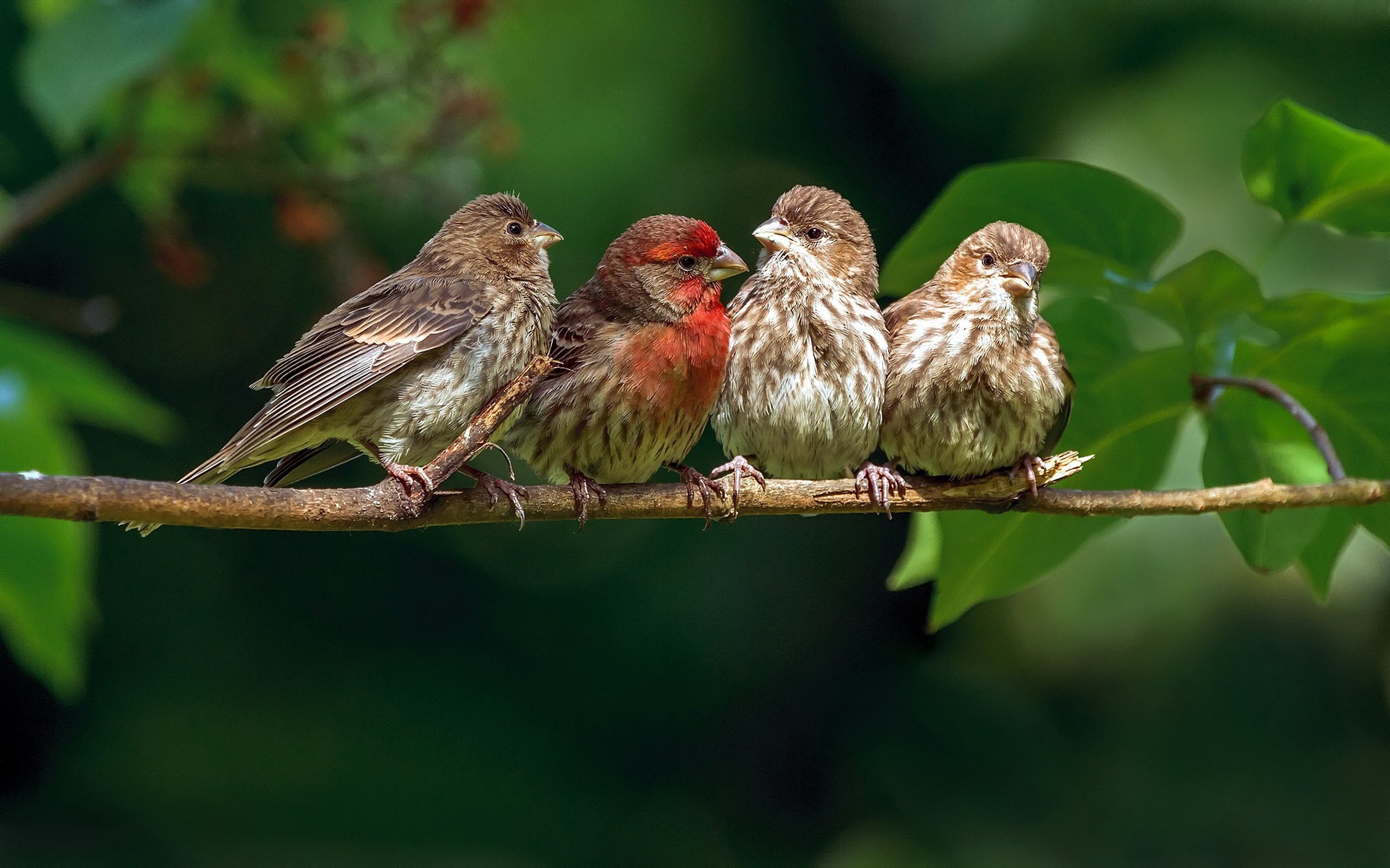 Обои ветка, природа, птицы, зяблик, branch, nature, birds, chaffinch разрешение 2880x1800 Загрузить