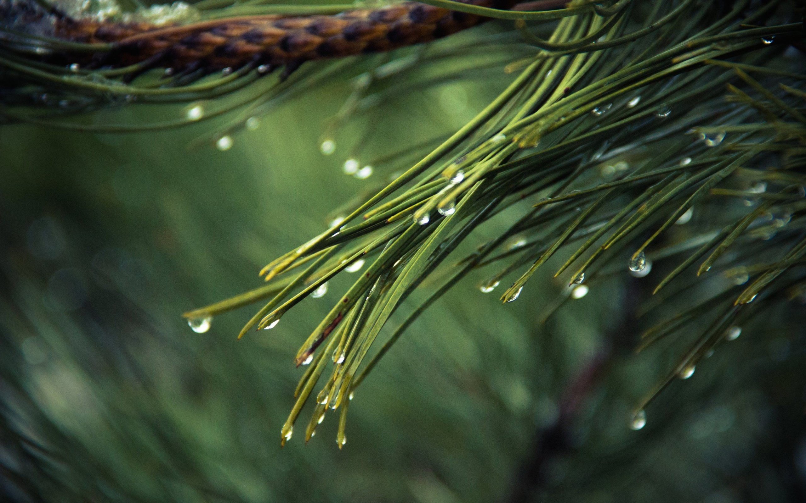 Обои дождь, вода, иголки, ветка, природа, хвоя, макро, роса, капли, ель, rain, water, branch, nature, needles, macro, rosa, drops, spruce разрешение 2880x1800 Загрузить