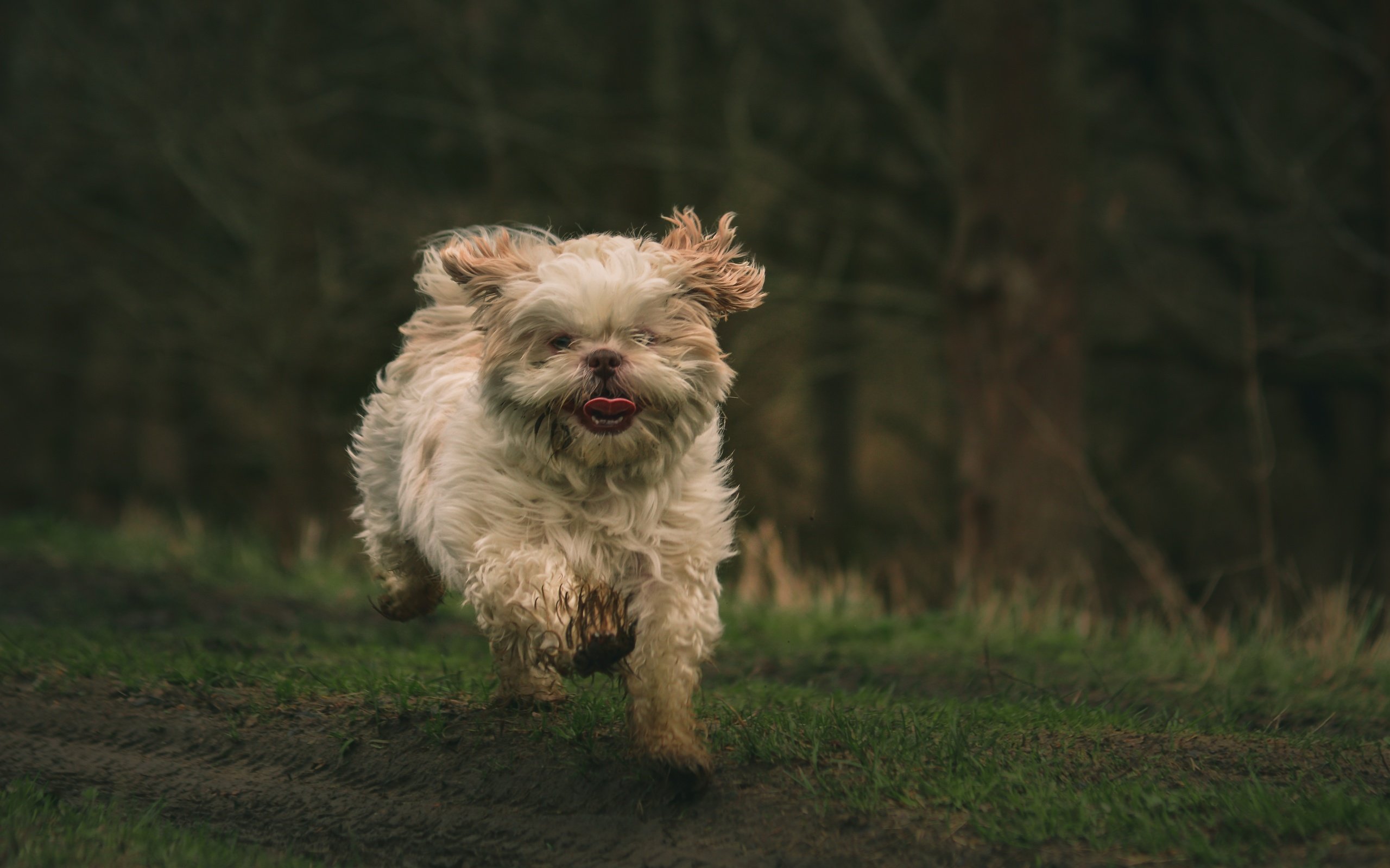 Обои природа, фон, мордочка, собака, язык, бег, лапки, ши-тцу, nature, background, muzzle, dog, language, running, legs, shih tzu разрешение 5439x3626 Загрузить