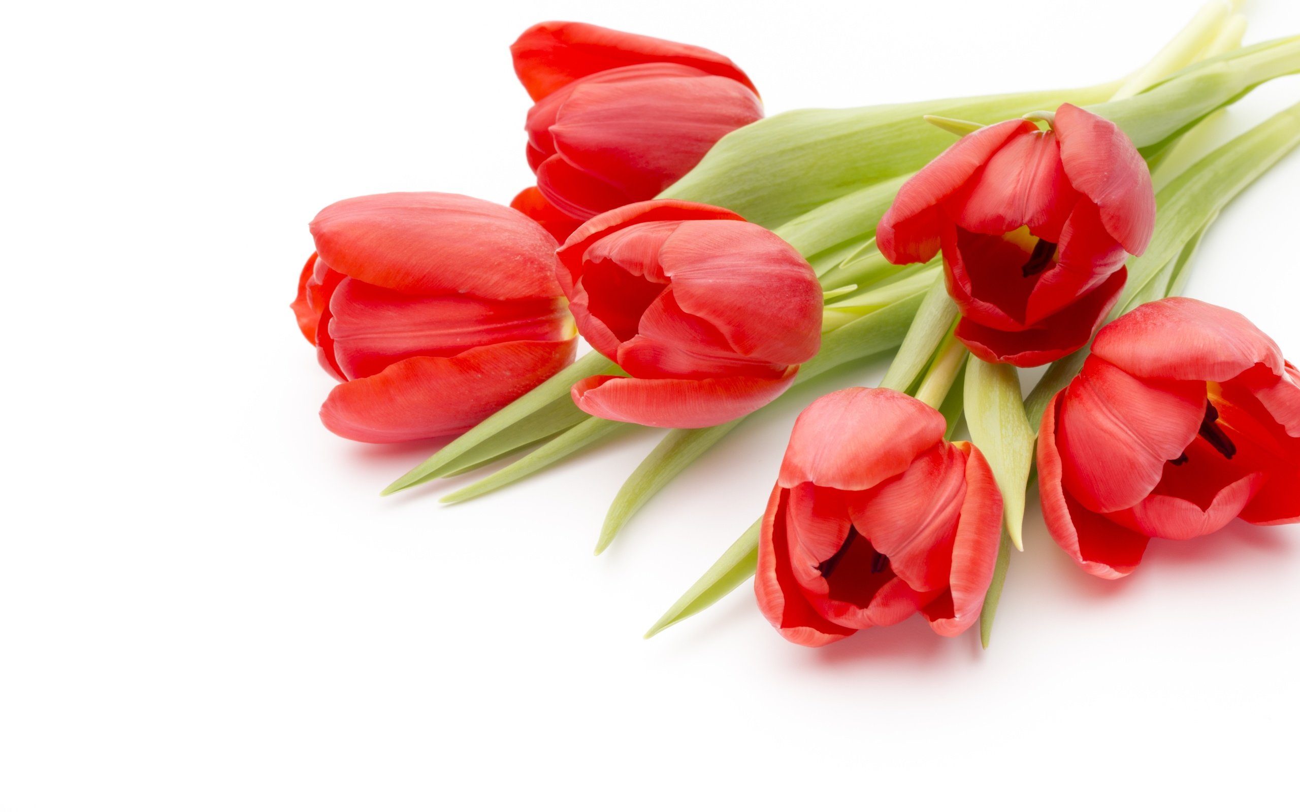 Обои цветы, пинк, красные, букет, тюльпаны, романтик, краcный, красива, тульпаны,  цветы, парное, fresh, flowers, pink, red, bouquet, tulips, romantic, beautiful разрешение 4846x3231 Загрузить