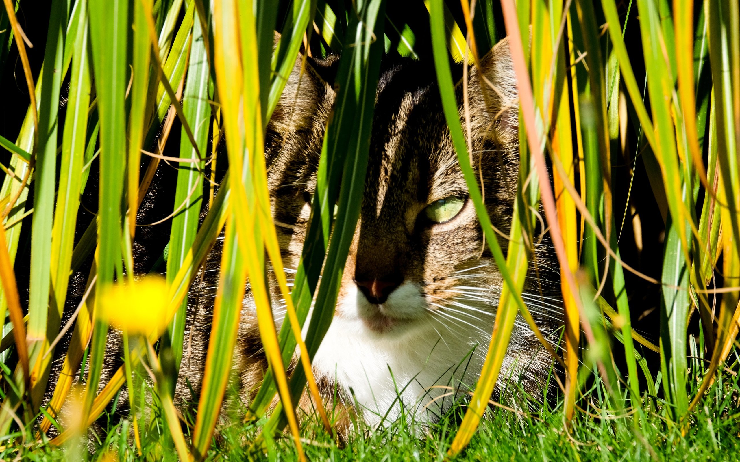 Обои трава, кот, кошка, осень, луг, растение, завод, осен, hidden, grass, cat, autumn, meadow, plant разрешение 4896x3264 Загрузить