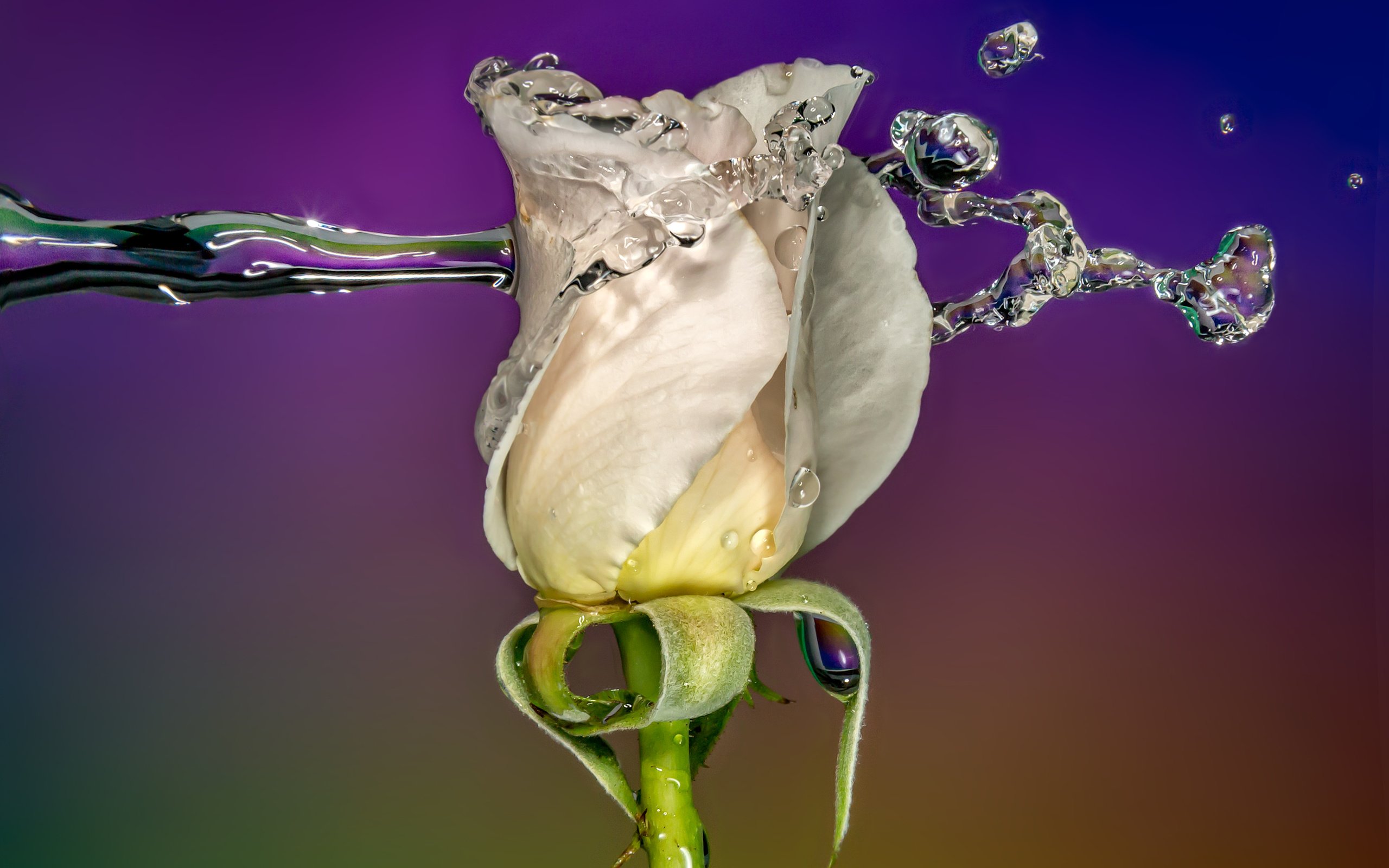 Обои вода, sophiaspurgin, фон, цветок, капли, роза, бутон, всплеск, белая, water, background, flower, drops, rose, bud, splash, white разрешение 3813x2542 Загрузить