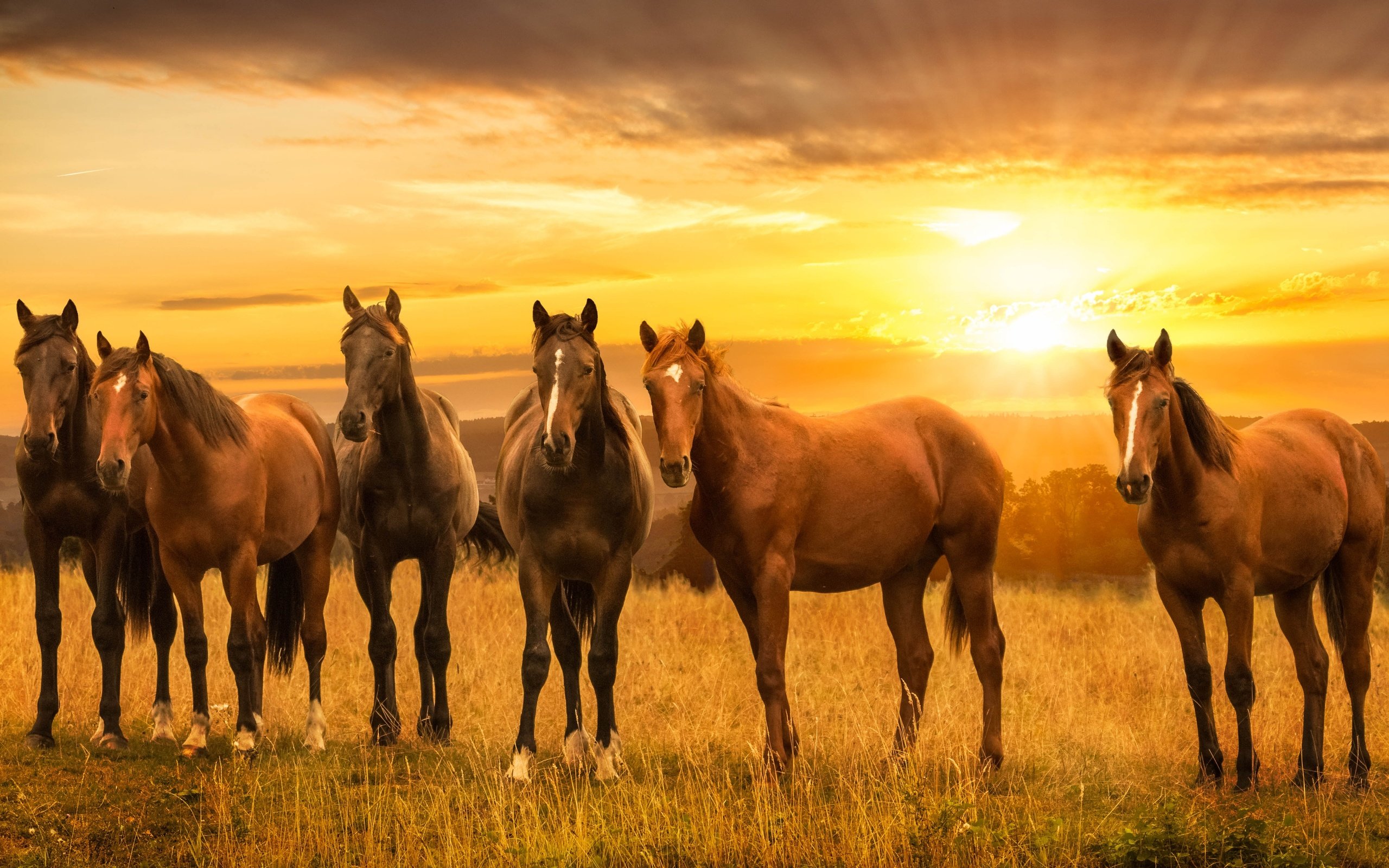 Обои закат, луг, лошади, кони, sunset, meadow, horse, horses разрешение 4000x2080 Загрузить