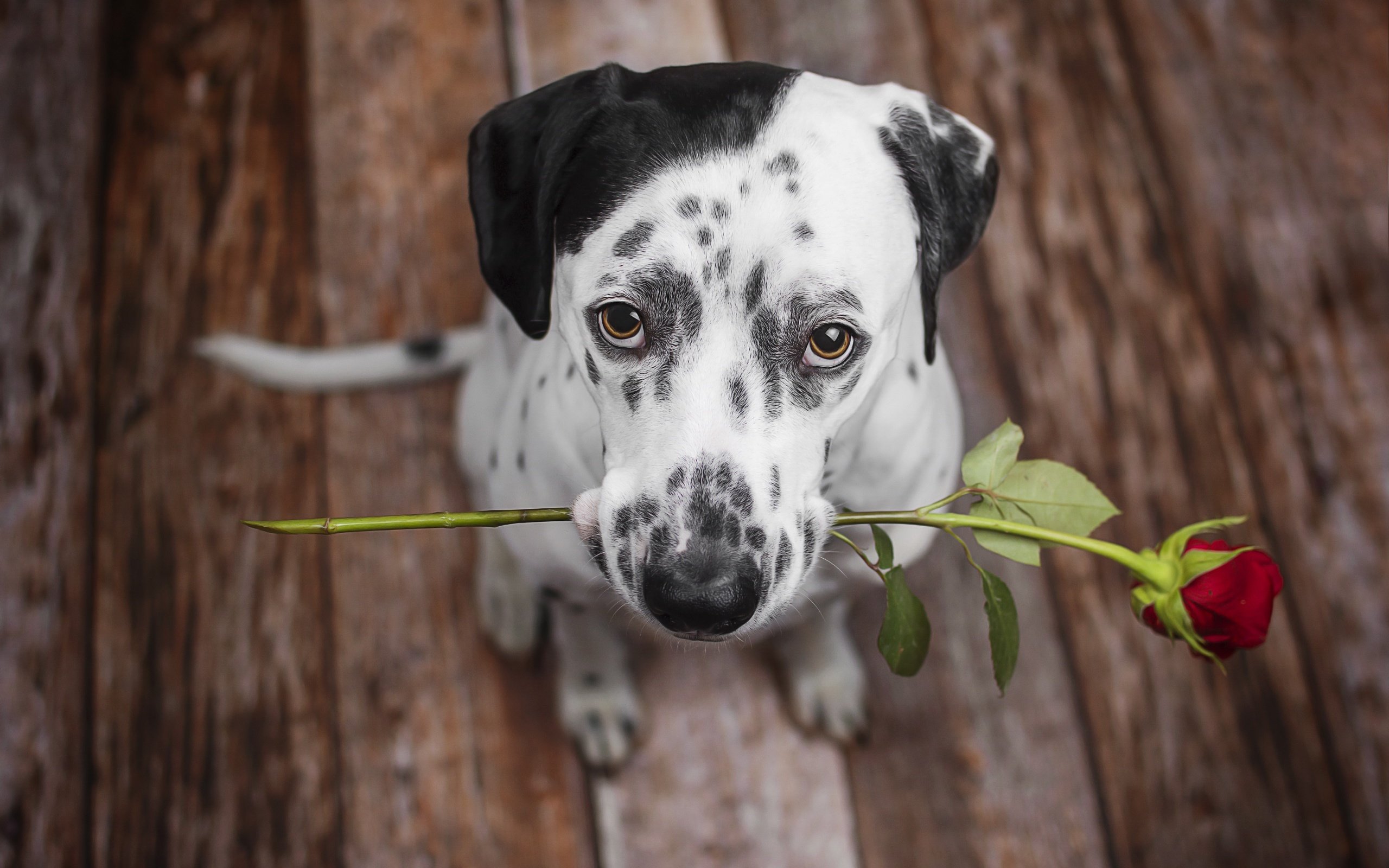 Обои цветок, роза, взгляд, собака, щенок, далматин, далматинец, flower, rose, look, dog, puppy, dalmatian, dalmatians разрешение 2560x1707 Загрузить