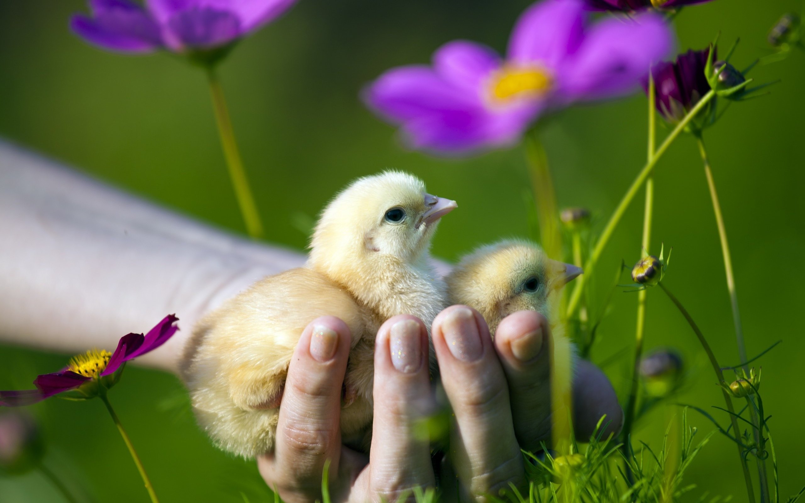 Обои цветы, рука, птицы, птенцы, цыплята, flowers, hand, birds, chicks, chickens разрешение 2560x1707 Загрузить