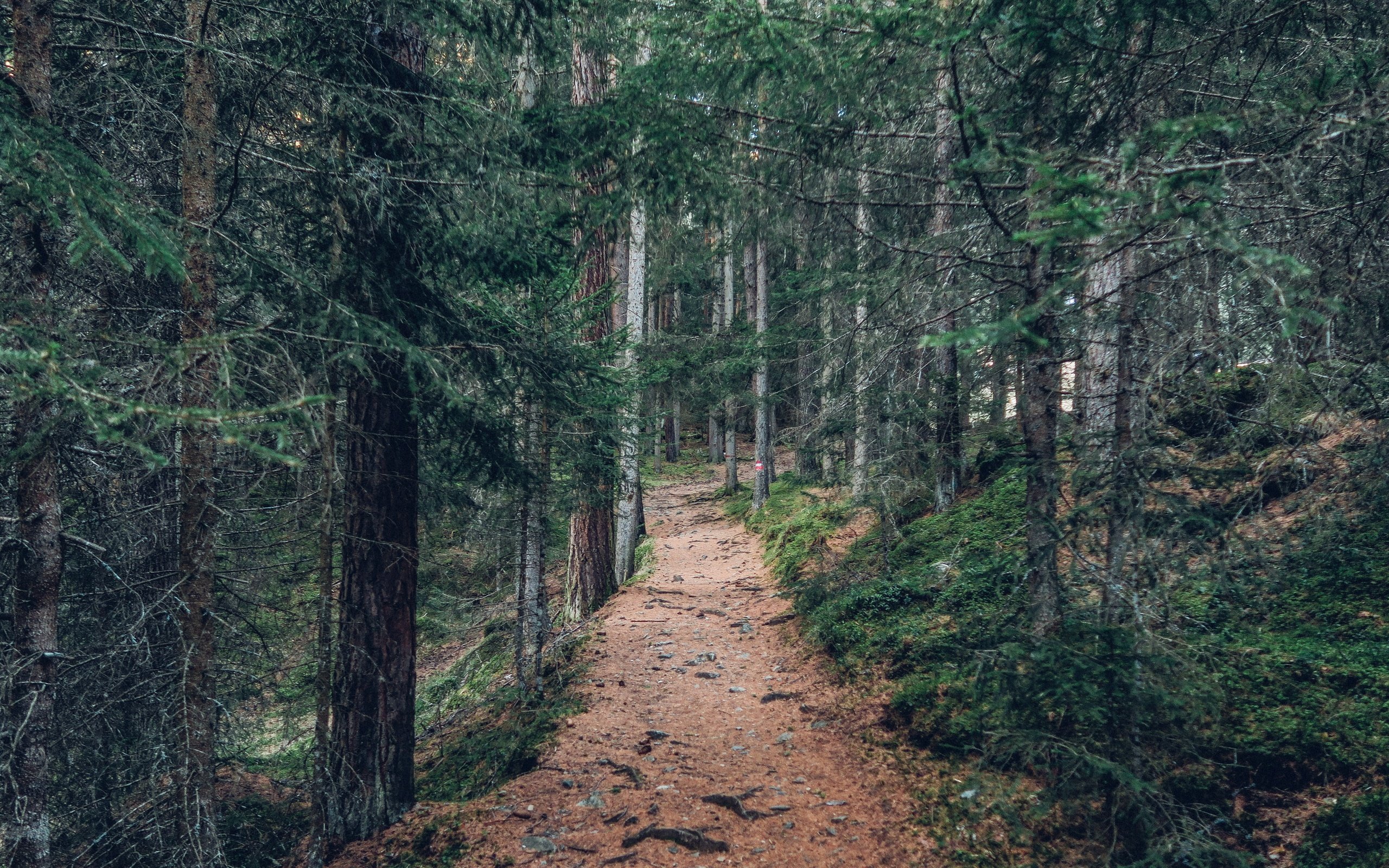 Обои деревья, природа, лес, пейзаж, дорожка, стволы, тропинка, trees, nature, forest, landscape, track, trunks, path разрешение 5472x3078 Загрузить