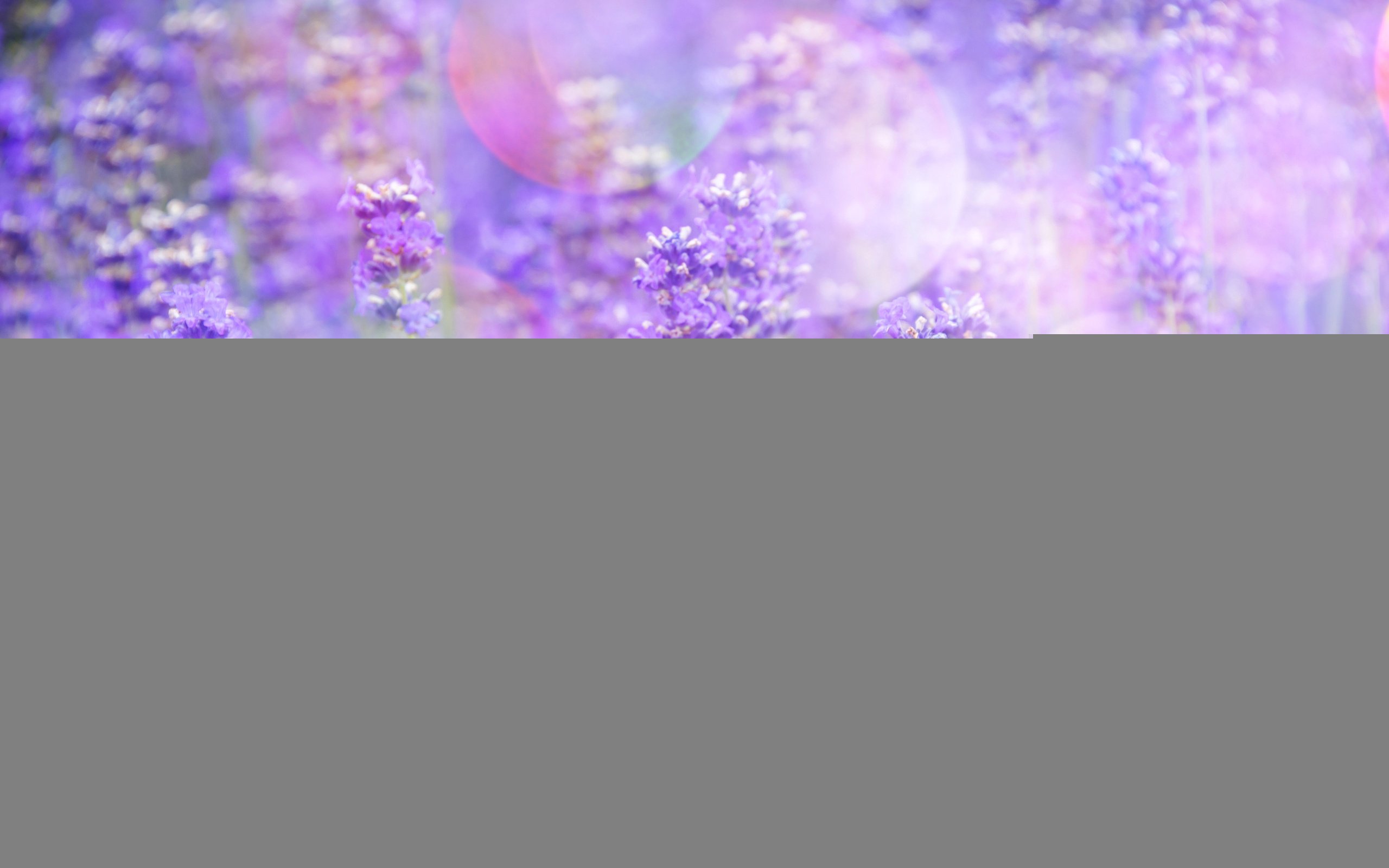 Обои цветы, лаванда, блики, стебли, растение, flowers, lavender, glare, stems, plant разрешение 4195x2800 Загрузить