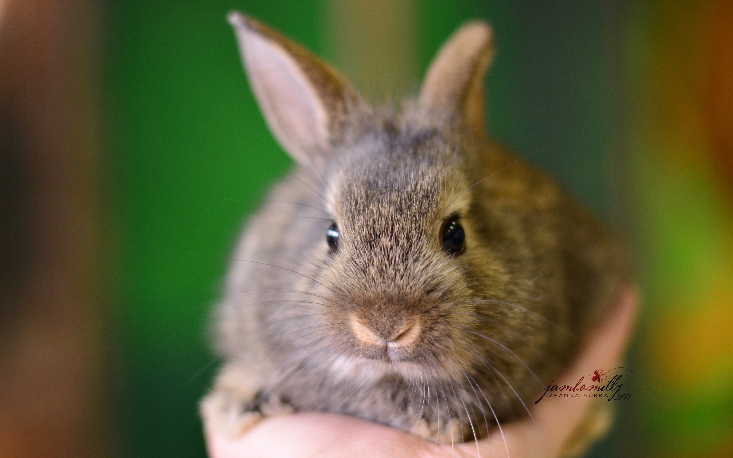 Обои рука, макро, серый, кролик, детеныш, hand, macro, grey, rabbit, cub разрешение 4496x3000 Загрузить