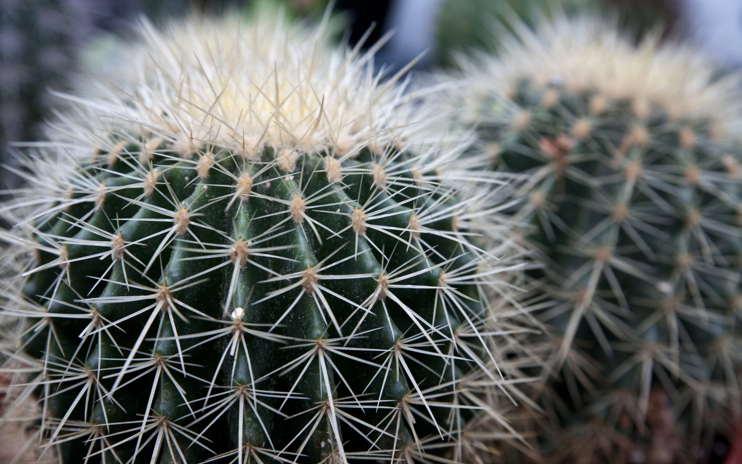 Обои цветы, макро, колючки, кактус, flowers, macro, barb, cactus разрешение 4368x2912 Загрузить