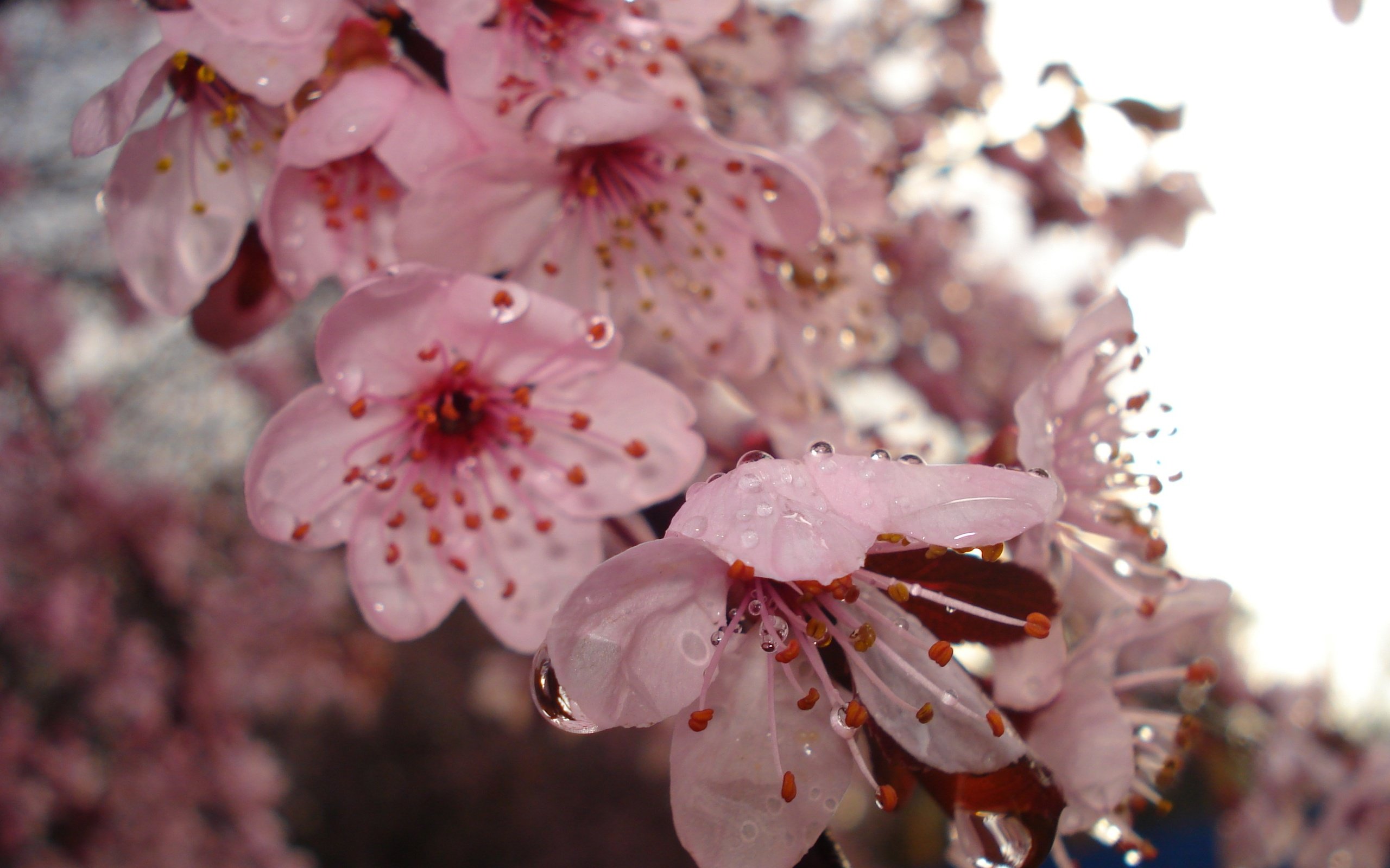 Обои цветение, весна, вишня, капли воды, flowering, spring, cherry, water drops разрешение 2592x1944 Загрузить