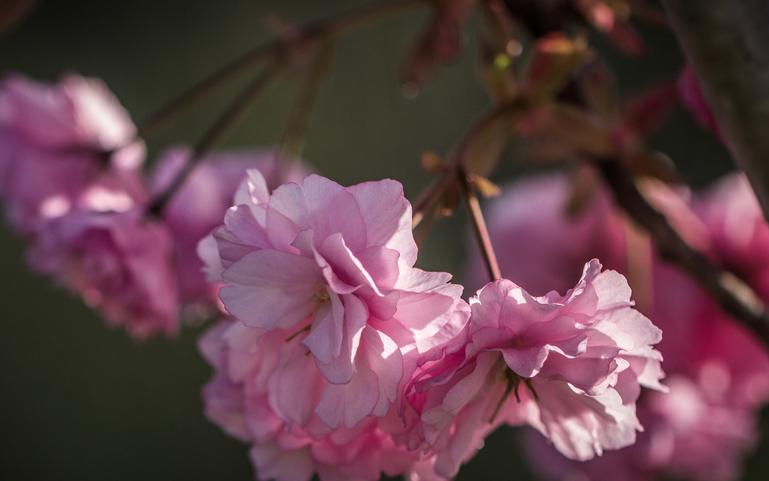 Обои природа, цветение, лепестки, весна, сакура, розовые цветы, nature, flowering, petals, spring, sakura, pink flowers разрешение 3840x2160 Загрузить