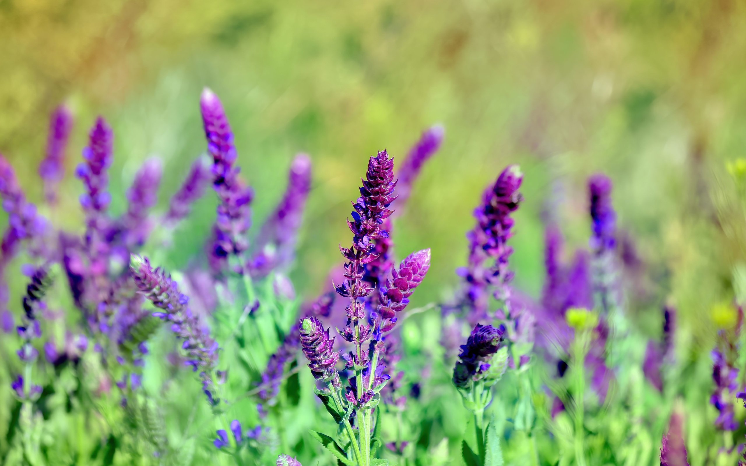 Обои цветы, трава, лето, стебли, шалфей, flowers, grass, summer, stems, sage разрешение 5184x3456 Загрузить