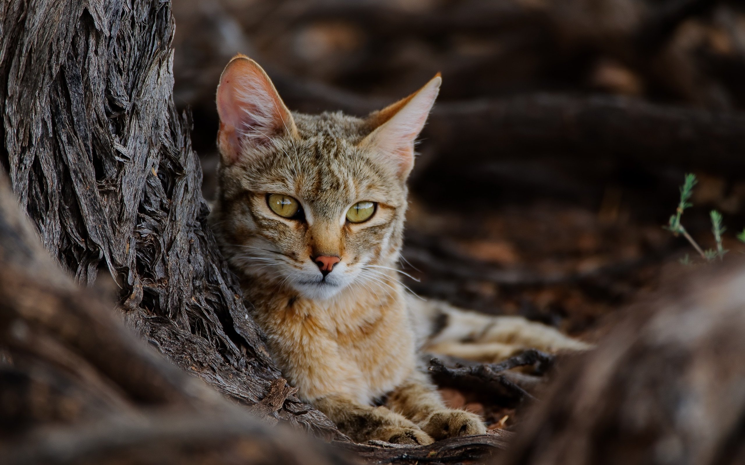 Обои природа, кошка, дикая кошка, nature, cat, wild cat разрешение 2679x1707 Загрузить