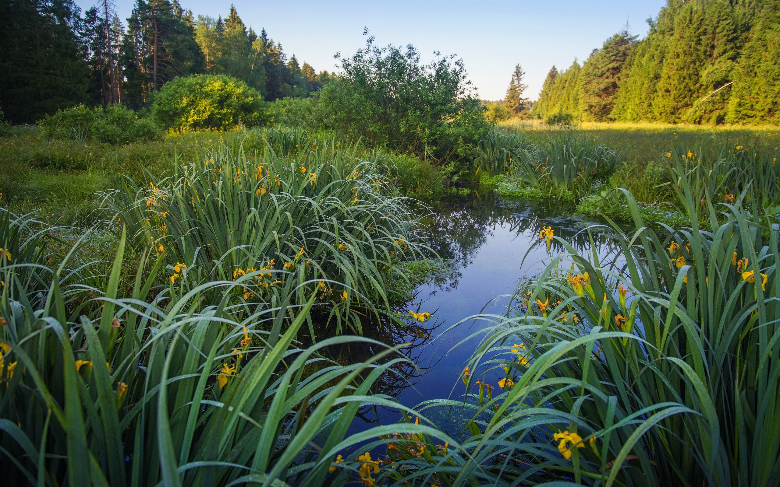 Обои цветы, трава, озеро, берег, листья, водоем, пруд, ирисы, flowers, grass, lake, shore, leaves, pond, irises разрешение 3840x2160 Загрузить