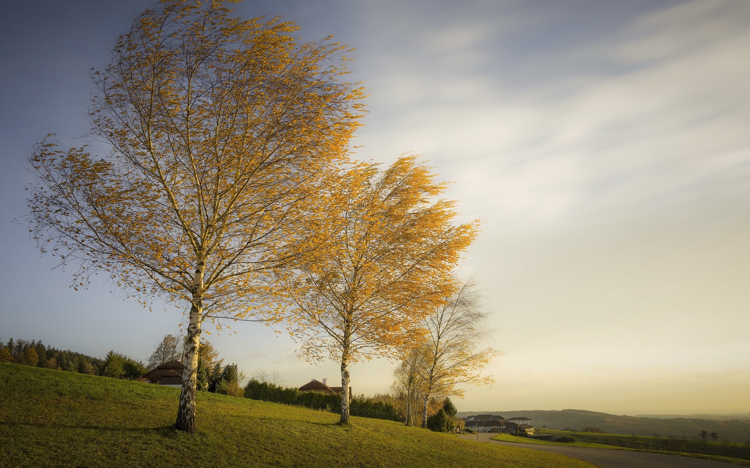 Обои деревья, березы, осень, trees, birch, autumn разрешение 3051x1704 Загрузить