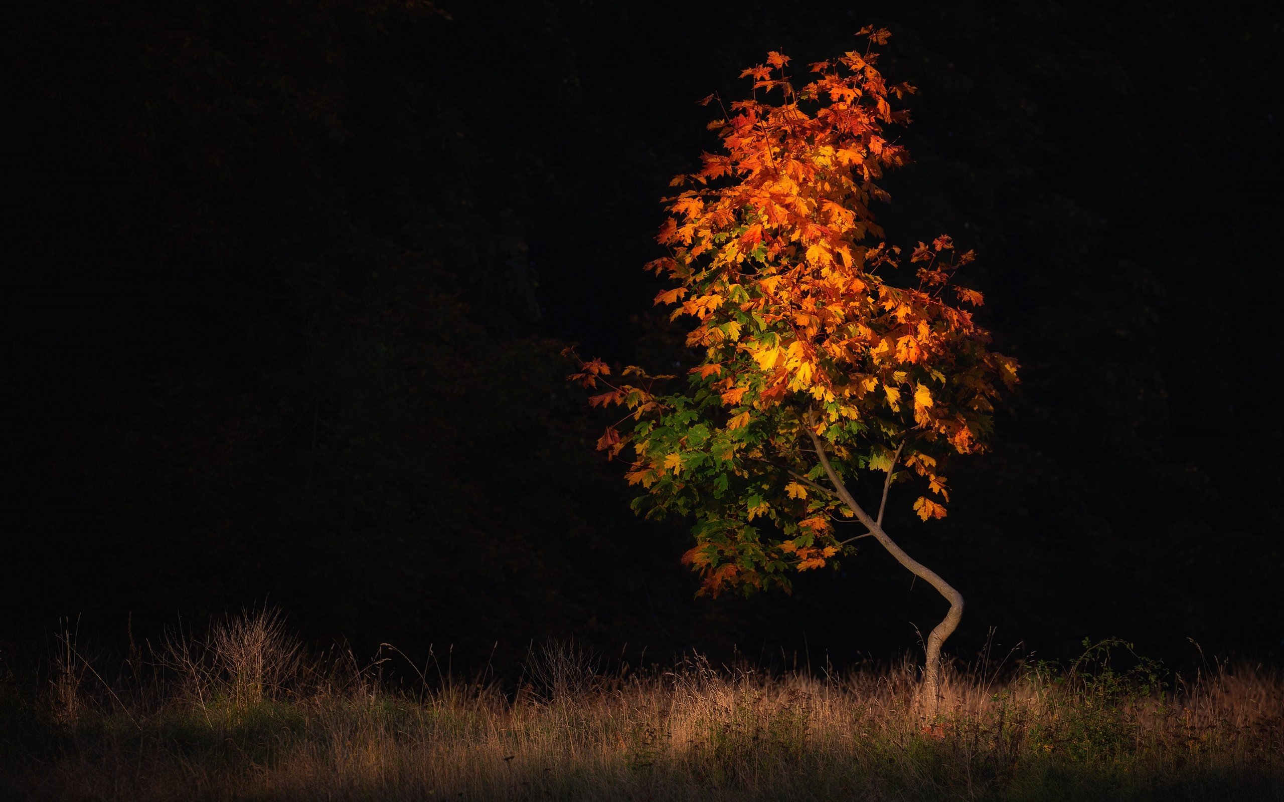 Обои дерево, поле, листва, осень, черный фон, клен, осенние листья, tree, field, foliage, autumn, black background, maple, autumn leaves разрешение 3840x2160 Загрузить