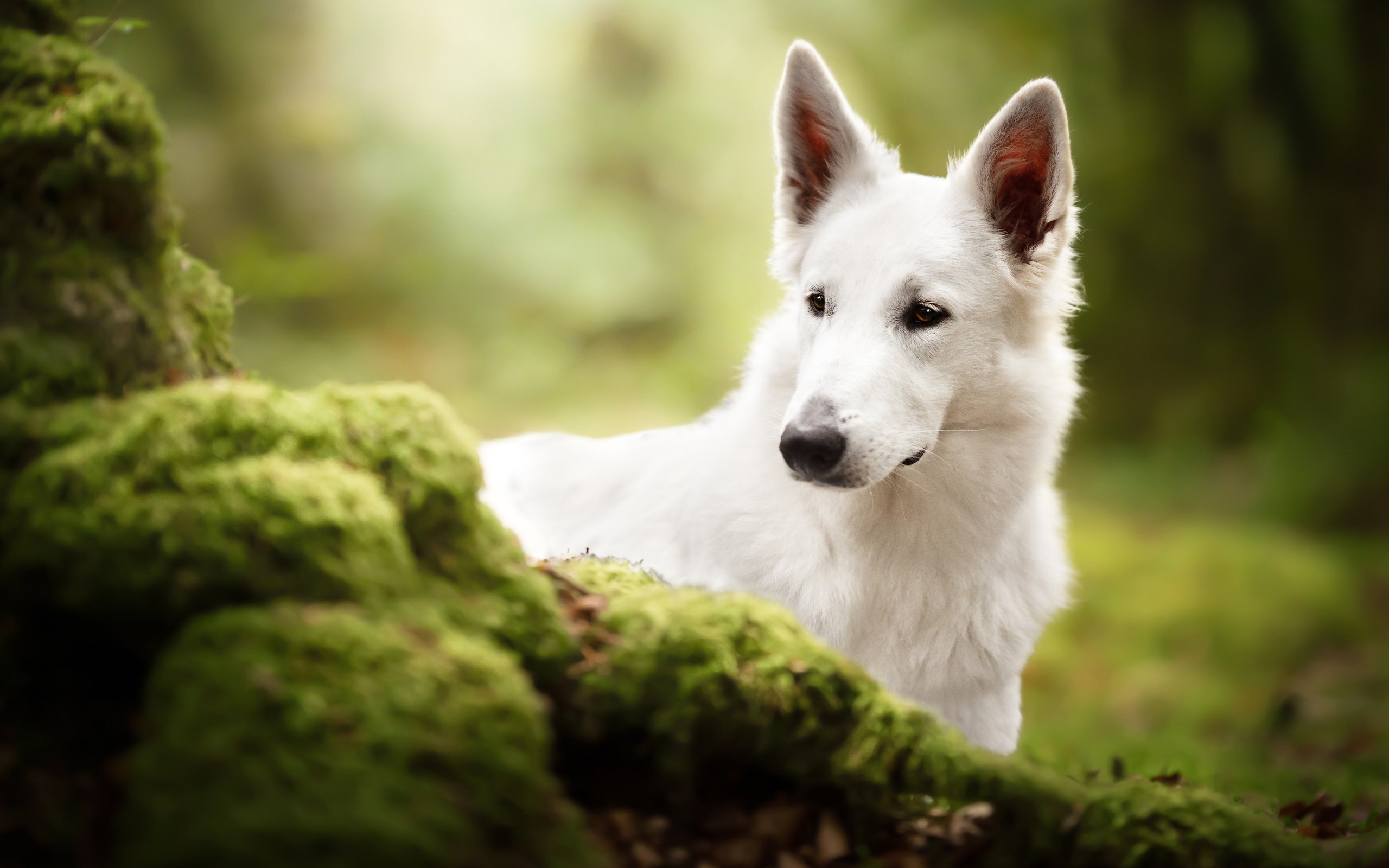 Обои морда, собака, мох, белая швейцарская овчарка, face, dog, moss, the white swiss shepherd dog разрешение 3600x2403 Загрузить