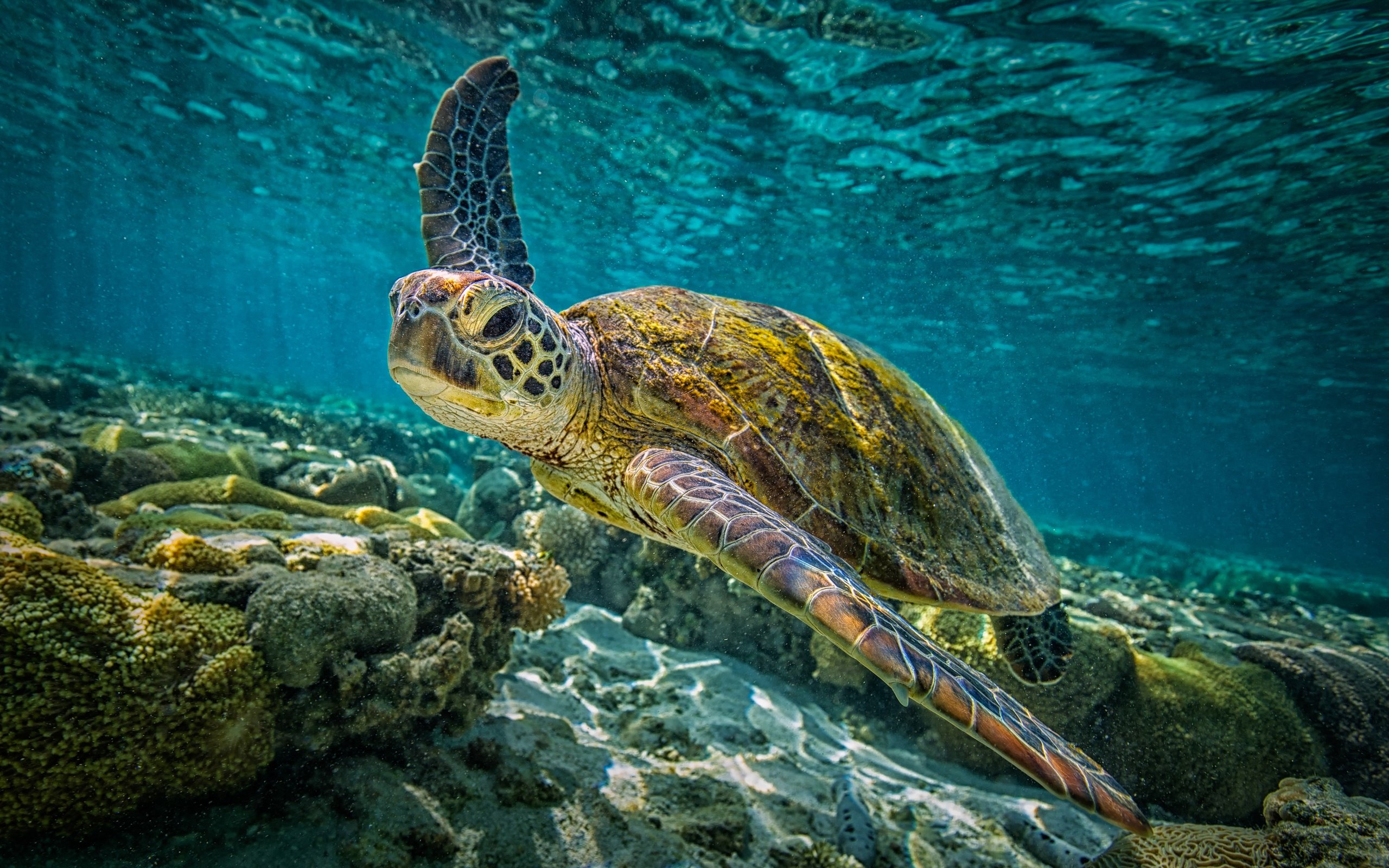 Обои море, морская черепаха, sea, sea turtle разрешение 4000x2667 Загрузить