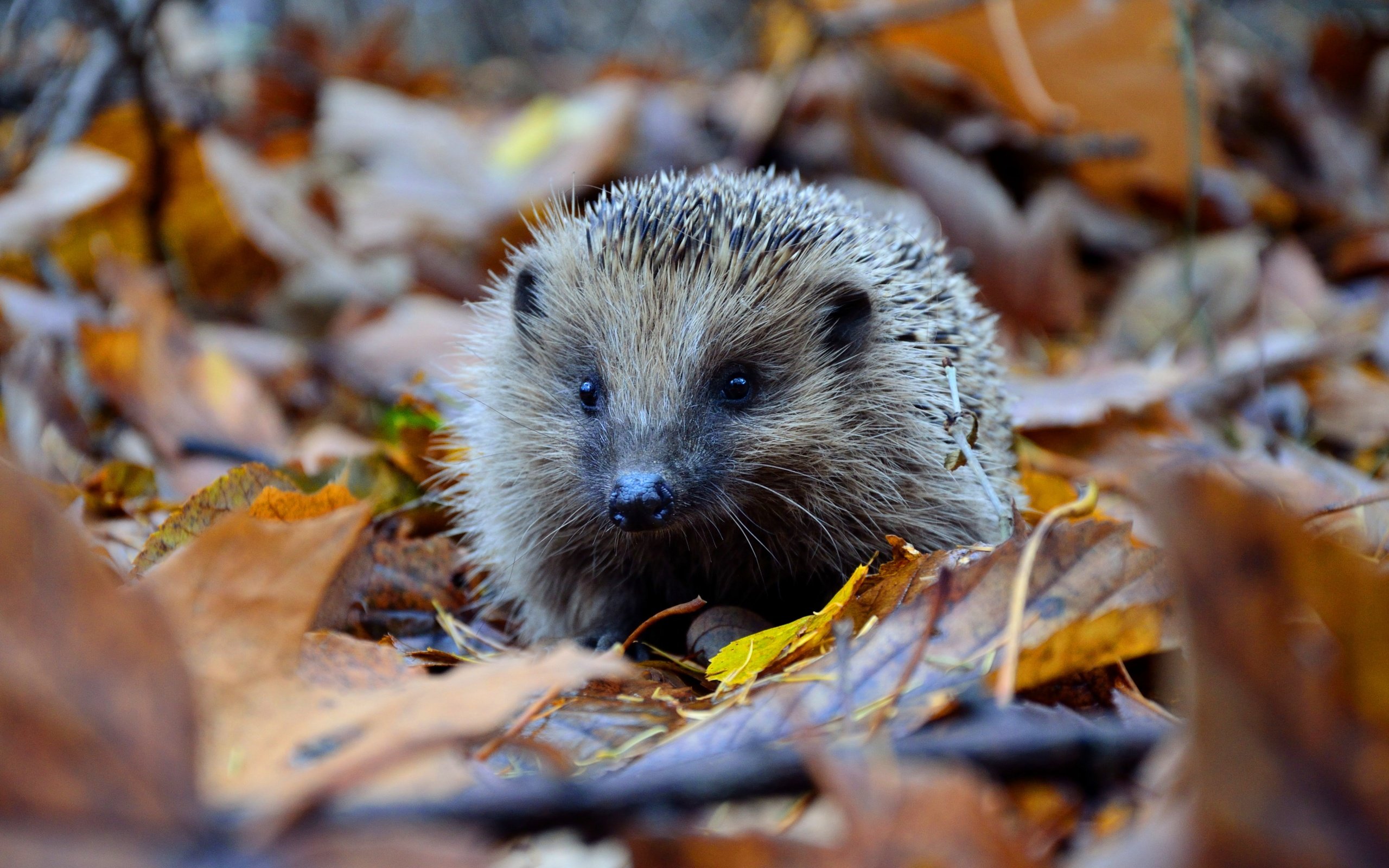 Обои осень, ежик, осенние листья, autumn, hedgehog, autumn leaves разрешение 4928x3264 Загрузить