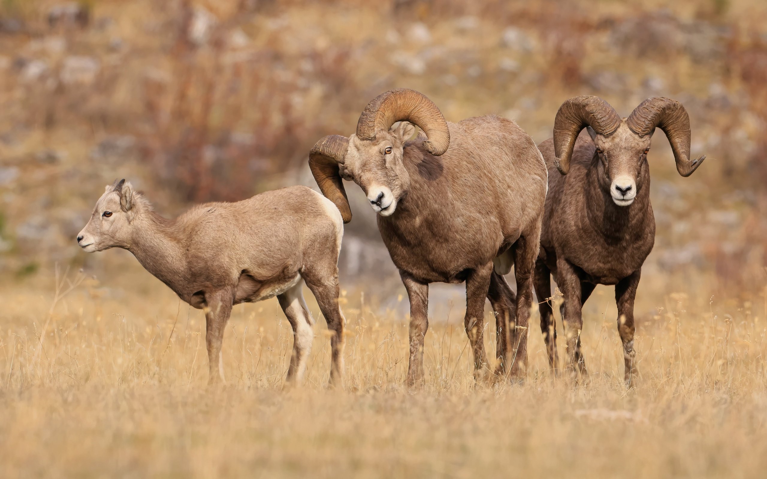 Обои природа, взгляд, рога, баран, бараны, nature, look, horns, ram, sheep разрешение 6144x3411 Загрузить