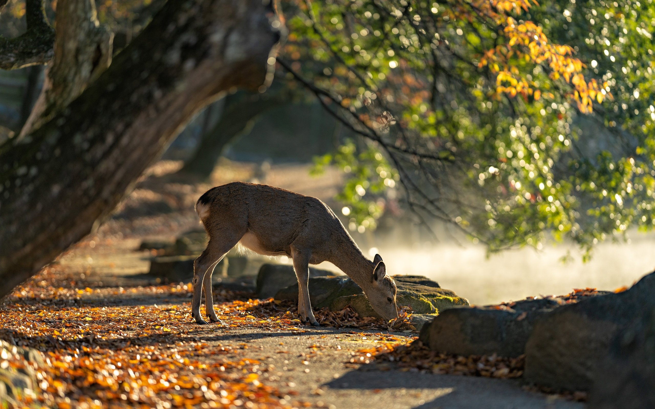 Обои свет, дерево, олень, парк, косуля, пасётся, light, tree, deer, park, roe, grazing разрешение 4500x3000 Загрузить