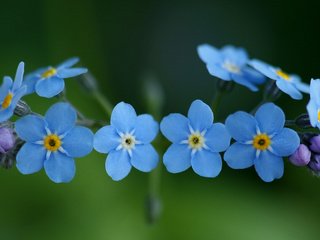 Обои цветы, природа, растения, макро, незабудки, голубые, синие, flowers, nature, plants, macro, forget-me-nots, blue разрешение 1920x1200 Загрузить