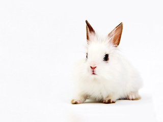 Обои фон, белый, кролик, уши, background, white, rabbit, ears разрешение 1920x1200 Загрузить