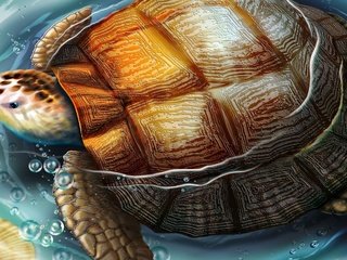 Обои рисунок, вода, черепаха, figure, water, turtle разрешение 1920x1200 Загрузить