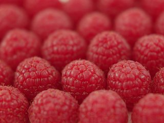 Обои малина, ягода, ряды, raspberry, berry, the ranks разрешение 3008x2000 Загрузить