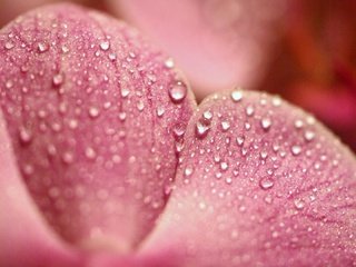 Обои макро, роса, капли, лепесток, розовый, macro, rosa, drops, petal, pink разрешение 1920x1080 Загрузить