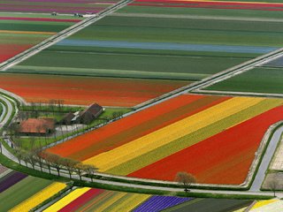 Обои поле, тюльпаны, нидерланды, field, tulips, netherlands разрешение 1920x1080 Загрузить