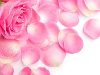 Обои цветок, роса, капли, роза, лепестки, розовая, flower, rosa, drops, rose, petals, pink разрешение 4240x2650 Загрузить