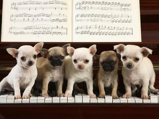 Обои ноты, игра, щенки, клавиши, рояль, чихуахуа, notes, the game, puppies, keys, piano, chihuahua разрешение 1920x1200 Загрузить