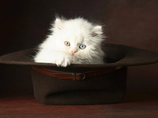 Обои глаза, котенок, пушистый, белый, шляпа, eyes, kitty, fluffy, white, hat разрешение 1920x1200 Загрузить