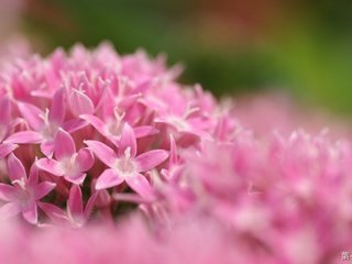 Обои цветы, розовые, соцветие, пентас, flowers, pink, inflorescence, pentas разрешение 1920x1200 Загрузить