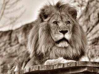 Обои морда, хищник, большая кошка, лев, грива, дикая кошка, face, predator, big cat, leo, mane, wild cat разрешение 2048x1536 Загрузить