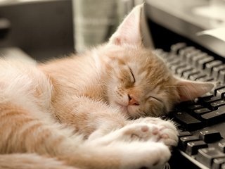 Обои кот, кошка, котенок, спит, клавиатура, рыжий, cat, kitty, sleeping, keyboard, red разрешение 1920x1200 Загрузить