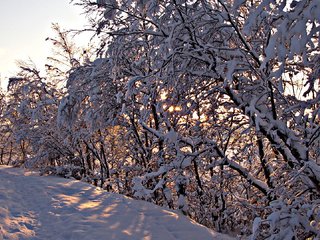 Обои деревья, снег, зима, ветки, trees, snow, winter, branches разрешение 1920x1080 Загрузить