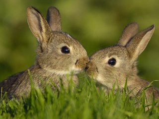 Обои трава, любовь, семья, кролики, зайцы, grass, love, family, rabbits разрешение 1920x1080 Загрузить