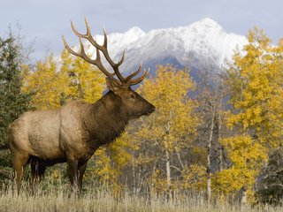Обои природа, олень, осень, рога, благородный олень, nature, deer, autumn, horns, red deer разрешение 1920x1080 Загрузить