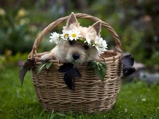 Обои морда, цветы, трава, собака, корзина, венок, щенок в корзинке, face, flowers, grass, dog, basket, wreath, puppy in a basket разрешение 2560x1600 Загрузить