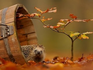 Обои листва, осень, ежик, foliage, autumn, hedgehog разрешение 1920x1200 Загрузить