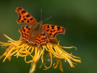 Обои насекомое, цветок, бабочка, крылья, насекомые, insect, flower, butterfly, wings, insects разрешение 1920x1200 Загрузить