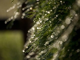 Обои ветка, макро, капли, растение, боке, branch, macro, drops, plant, bokeh разрешение 1920x1200 Загрузить