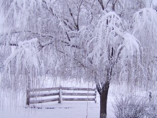 Обои снег, дерево, зима, ветки, мороз, иней, забор, зимний лес, snow, tree, winter, branches, frost, the fence, winter forest разрешение 1920x1200 Загрузить