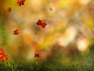 Обои трава, листья, полет, осень, клен, боке, grass, leaves, flight, autumn, maple, bokeh разрешение 2560x1600 Загрузить