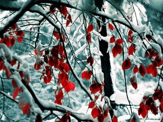 Обои деревья, снег, природа, листья, зима, ветки, trees, snow, nature, leaves, winter, branches разрешение 1920x1200 Загрузить