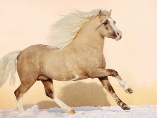 Обои лошадь, конь, грива, жеребец, жеребенок, аллюр, horse, mane, stallion, foal, allure разрешение 2560x1600 Загрузить