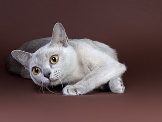 Обои фон, кот, кошка, взгляд, background, cat, look разрешение 1920x1200 Загрузить