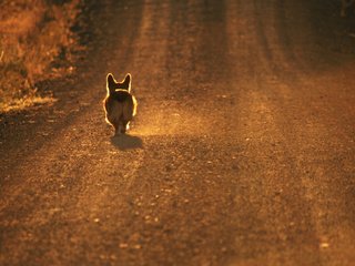 Обои дорога, собака, вельш-корги, road, dog, welsh corgi разрешение 2560x1600 Загрузить